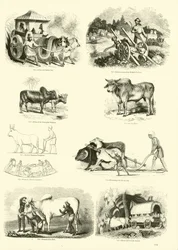 Seite aus dem Bildmuseum der belebten Natur