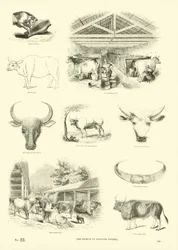 Seite aus dem Bildmuseum der belebten Natur