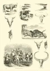 Seite aus dem Bildmuseum der belebten Natur