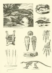 Seite aus dem Bildmuseum der belebten Natur