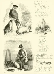 Seite aus dem Bildmuseum der belebten Natur