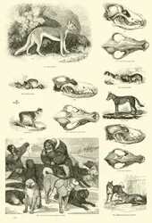 Seite aus dem Bildmuseum der belebten Natur