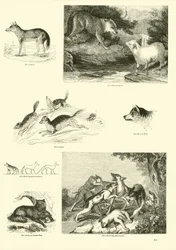 Seite aus dem Bildmuseum der belebten Natur