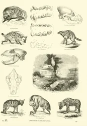 Seite aus dem Bildmuseum der belebten Natur