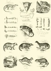 Seite aus dem Bildmuseum der belebten Natur