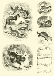 Seite aus dem Bildmuseum der belebten Natur