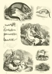 Seite aus dem Bildmuseum der belebten Natur