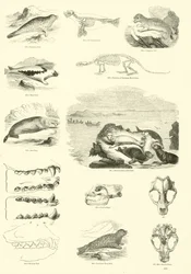 Seite aus dem Bildmuseum der belebten Natur