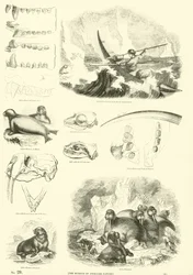 Seite aus dem Bildmuseum der belebten Natur