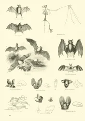 Seite aus dem Bildmuseum der belebten Natur