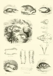 Seite aus dem Bildmuseum der belebten Natur