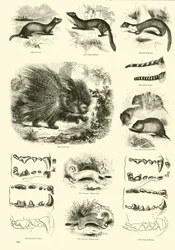 Seite aus dem Bildmuseum der belebten Natur