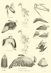 Seite aus dem Bildmuseum der belebten Natur