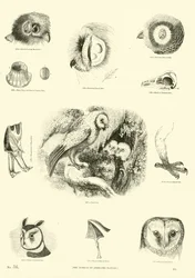 Seite aus dem Bildmuseum der belebten Natur