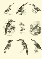 Seite aus dem Bildmuseum der belebten Natur