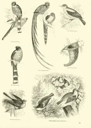 Seite aus dem Bildmuseum der belebten Natur