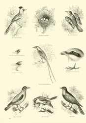 Seite aus dem Bildmuseum der belebten Natur