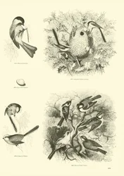 Seite aus dem Bildmuseum der belebten Natur