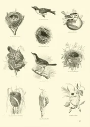 Seite aus dem Bildmuseum der belebten Natur