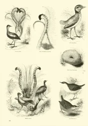 Seite aus dem Bildmuseum der belebten Natur