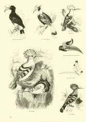 Seite aus dem Bildmuseum der belebten Natur