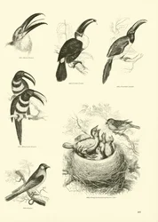 Seite aus dem Bildmuseum der belebten Natur