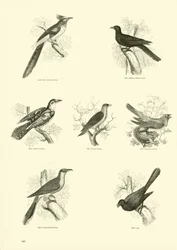 Seite aus dem Bildmuseum der belebten Natur