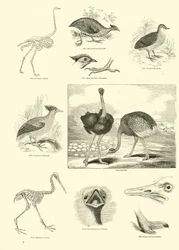 Seite aus dem Bildmuseum der belebten Natur