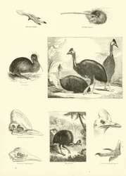 Seite aus dem Bildmuseum der belebten Natur