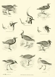 Seite aus dem Bildmuseum der belebten Natur