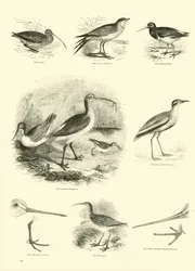 Seite aus dem Bildmuseum der belebten Natur