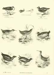 Seite aus dem Bildmuseum der belebten Natur