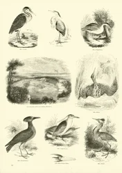 Seite aus dem Bildmuseum der belebten Natur