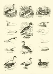 Seite aus dem Bildmuseum der belebten Natur