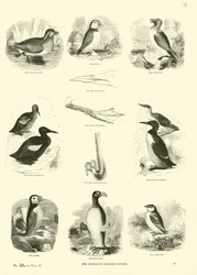 Seite aus dem Bildmuseum der belebten Natur