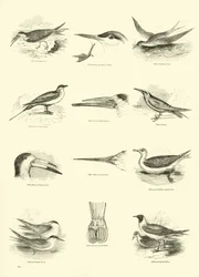 Seite aus dem Bildmuseum der belebten Natur