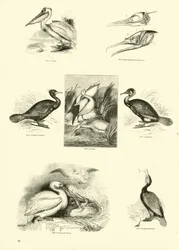 Seite aus dem Bildmuseum der belebten Natur