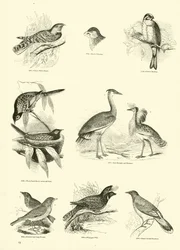 Seite aus dem Bildmuseum der belebten Natur