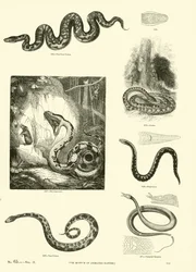 Seite aus dem Bildmuseum der belebten Natur