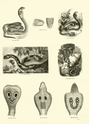 Seite aus dem Bildmuseum der belebten Natur