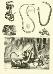 Seite aus dem Bildmuseum der belebten Natur