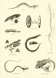 Seite aus dem Bildmuseum der belebten Natur