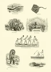 Seite aus dem Bildmuseum der belebten Natur