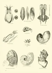 Seite aus dem Bildmuseum der belebten Natur