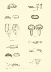 Seite aus dem Bildmuseum der belebten Natur