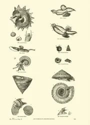 Seite aus dem Bildmuseum der belebten Natur