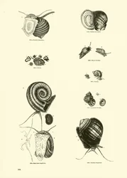 Seite aus dem Bildmuseum der belebten Natur