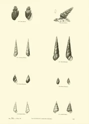 Seite aus dem Bildmuseum der belebten Natur