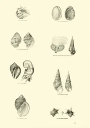 Seite aus dem Bildmuseum der belebten Natur