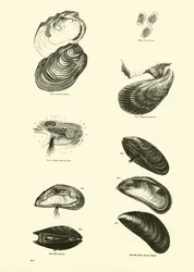 Seite aus dem Bildmuseum der belebten Natur